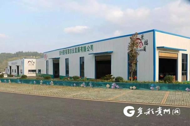 贵州聚福菌:延长精深加工链 提升食用菌产品附加值